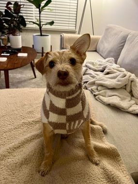 Barefoot Dreams Striped Tan and White Dog Sweater
